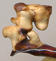  Carabus hungaricus scythus