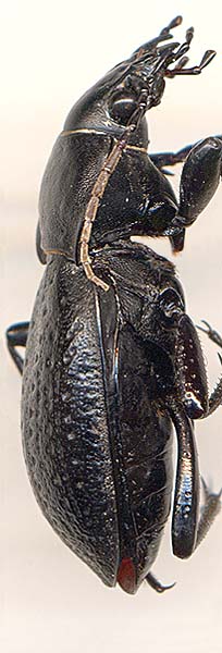 Carabus hungaricus scythus, 