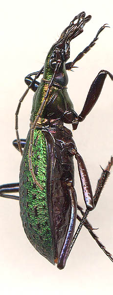 Carabus constricticollis, male