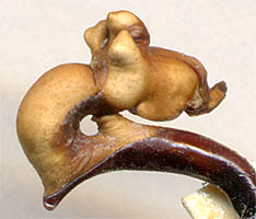 endophallus of Carabus lopatini