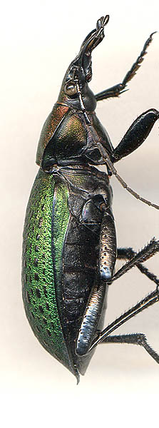 Carabus smaragdinus, 