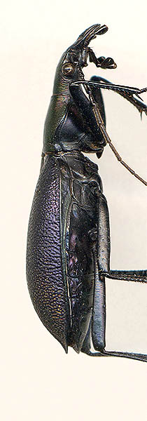 Carabus rugipennis, male