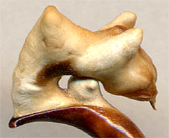endophallus of Carabus glyptopterus