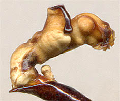 endofallus of Carabus adamsi