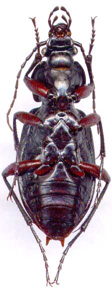 Carabus (Carabus) arvensis faldermanni, female