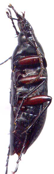 Carabus (Eucarabus) arcensis faldermanni, 