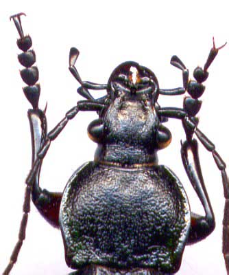 Carabus (Carabus) arvensis faldermanni, male