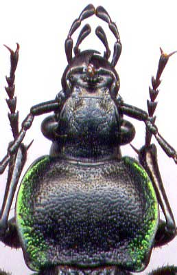 Carabus (Eucarabus) arcensis faldermanni, 