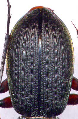 Carabus (Carabus) arvensis faldermanni, female