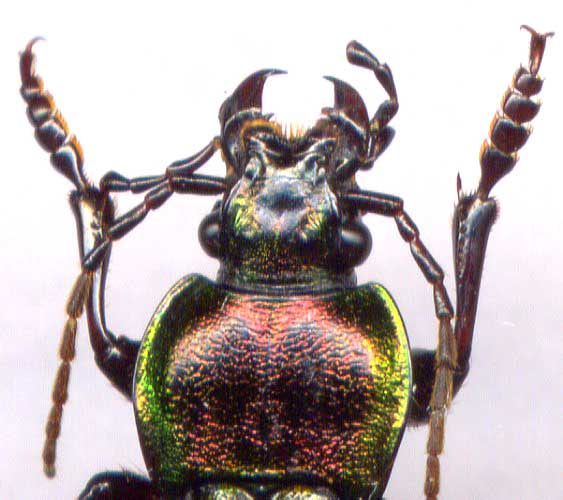 Carabus (Eucarabus) billbergi, male