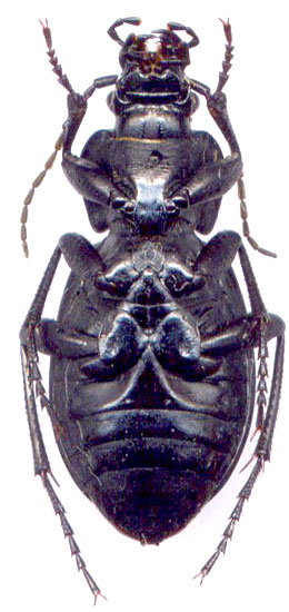 Carabus (Eucarabus) cumanus, 