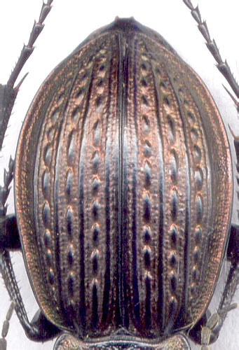 Carabus (Eucarabus) cumanus, 