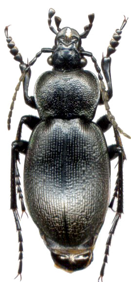 Carabus (Tomocarabus) decolor, 