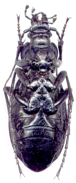 Carabus (Megodontus) exaratus, 