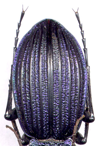 Carabus (Megodontus) exaratus, 