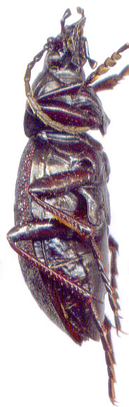 Carabus (Diocarabus) loschnikovi, male