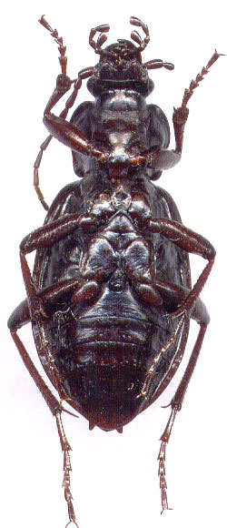 Carabus (Diocarabus) loschnikovi, female