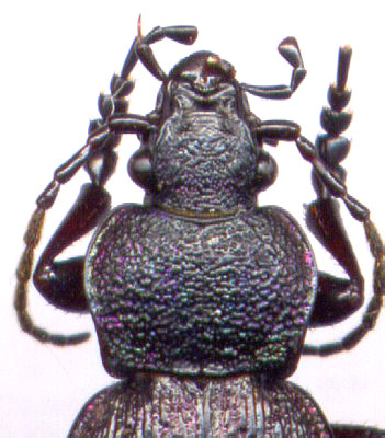 Carabus (Diocarabus) loschnikovi, male