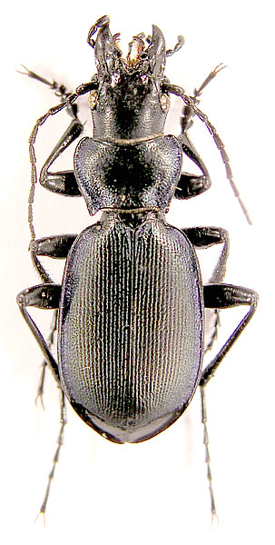 Carabus (Cechenochilus) boeberi boeberi