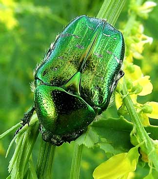   Cetonia aurata (Scarabaeidae)