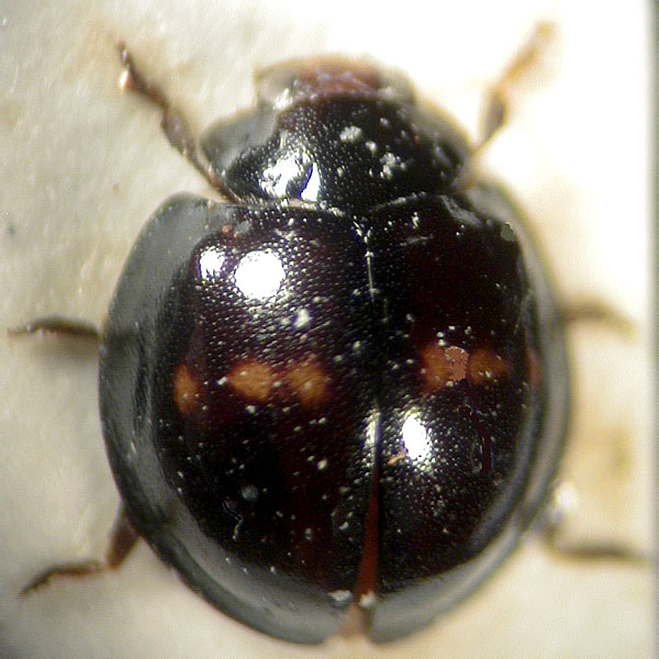 Chilocorus bipustulatus (L., 1758)