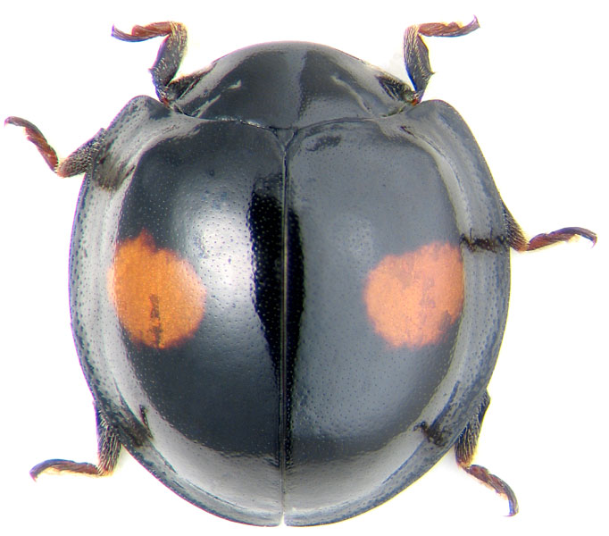Chilocorus renipustulatus Scriba