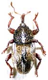 Tychius quinquepunctatus (Linnaeus, 1758)