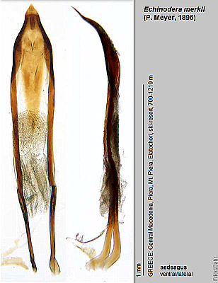 Echinodera merkli (P. Meyer, 1896)