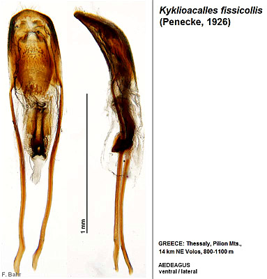 Kyklioacalles fissicollis (Penecke, 1926)