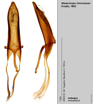 Metacinops rhinomacer Kraatz, 1862