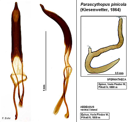 Parascythopus pinicola (Kiesenwetter, 1864)