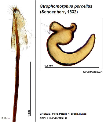 Strophomorphus porcellus (Schoenherr, 1832)