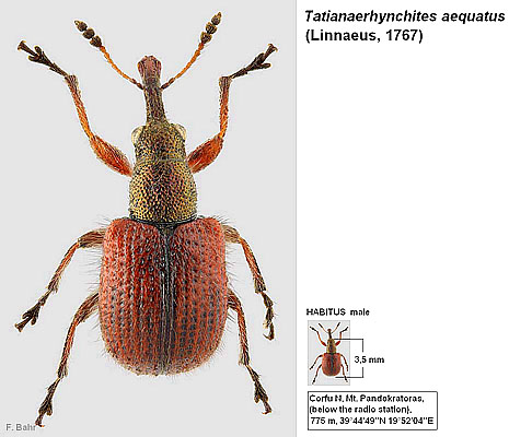 Tatianaerhynchites aequatus (Linnaeus, 1767)