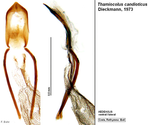 Thamiocolus candioticus Dieckmann, 1973