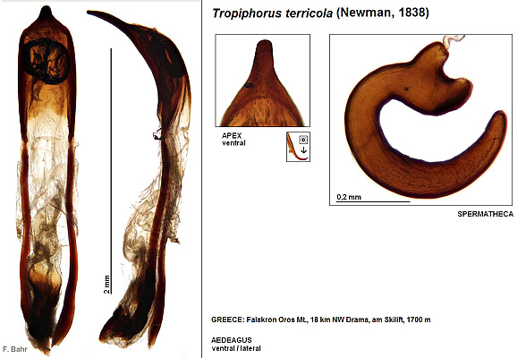 Tropiphorus terricola (Newman, 1838)