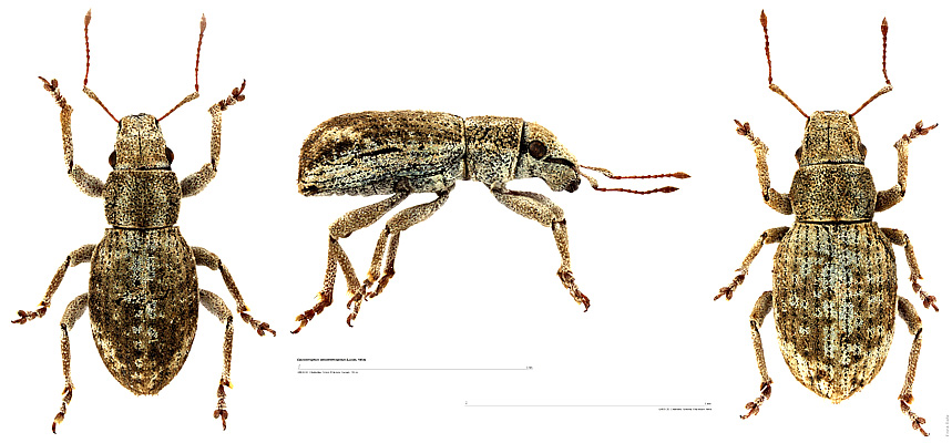 Caulostrophus obsoletehispidus (Lucas, 1854)