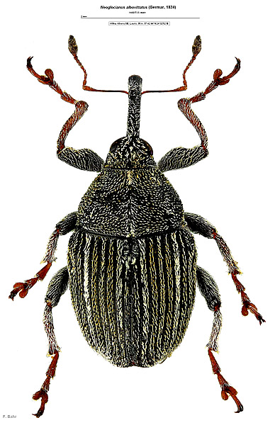 Neoglocianus albovittatus (Germar, 1824)