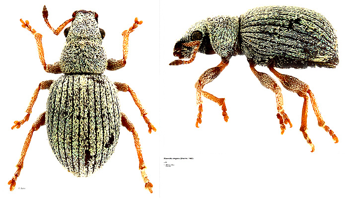 Stasiodis elegans (Stierlin, 1885)