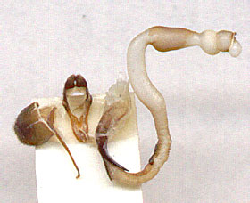 
   Dorcadion carinatum ssp. cylindraceum - genitalia 