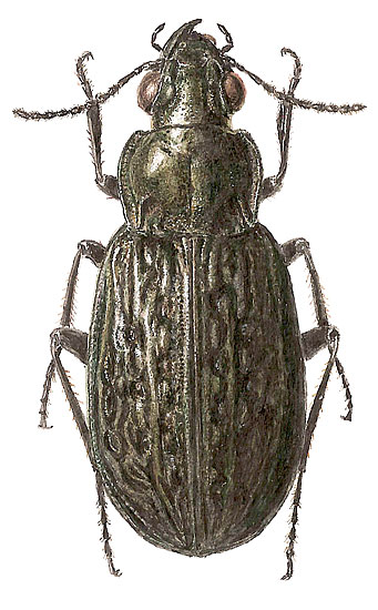 Blethisa eschscholtzii Zoubkoff, 1829 (Carabidae)