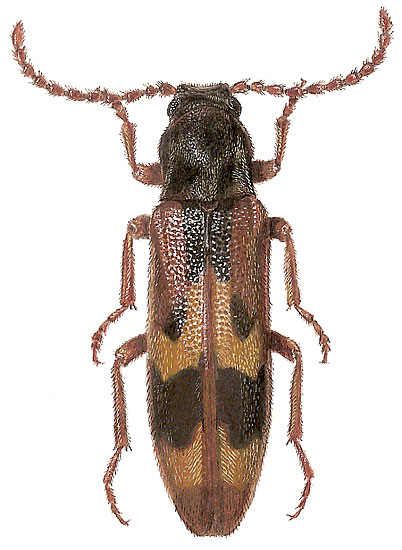 Hypulus quercinus (Quensel, 1790) (Melandryidae)