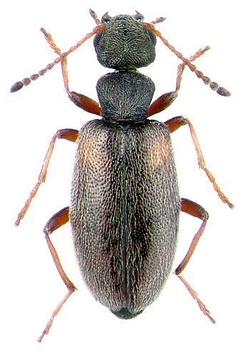 Cordicomus scapularis (Laf., 1849)