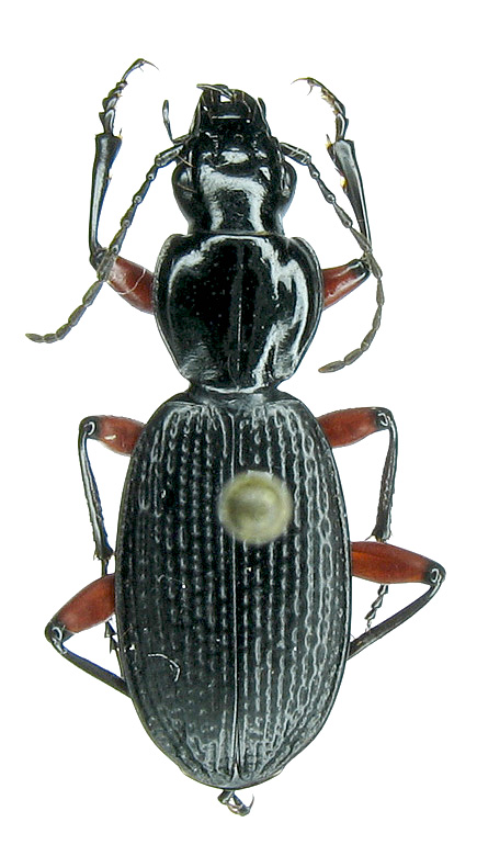 Pterostichus (Myosodus) sp.