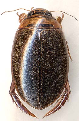 Graphoderus zonatus verrucifer, 