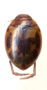 Hyphydrus japonicus, 