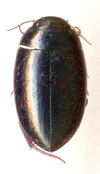 Platambus ussuriensis, male
