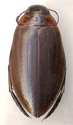 Colymbetes dahuricus, female