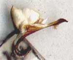 Dytiscus dauricus