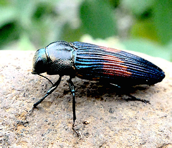 Buprestidae: Polycestini: Strigoptera bimaculata (L., 1758)