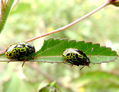 Chrysomelidae: Chrysomelinae: Calligrapha pantherina Stål, 1859